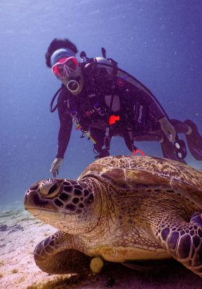 pexels-photo-1312067-1312067 Scuba diver and sea turtle swimming in Komodo, Indonesia's vibrant underwater world.