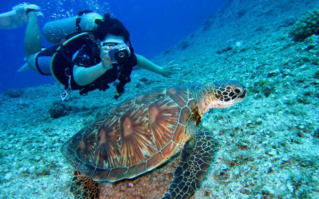 Scuba diver captures a close-up shot of a sea turtle in its natural habitat.